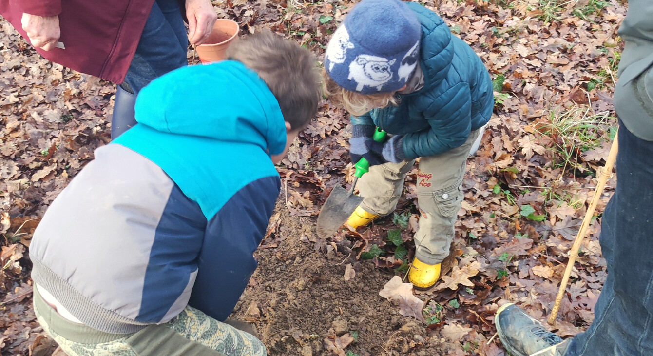 Petits arbres deviendront grands !